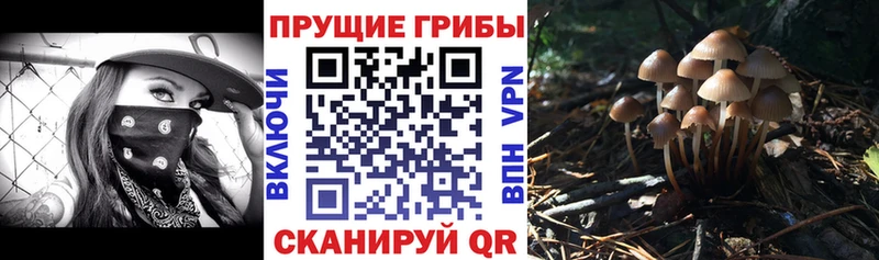 Псилоцибиновые грибы Cubensis  Лахденпохья 